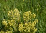 Scrophularia chrysantha. Верхушка цветущего растения. Грузия, Самцхе-Джавахети, окр. с. Апниа, выс. 1720 м н.у.м., луг. 18 мая 2025 г.