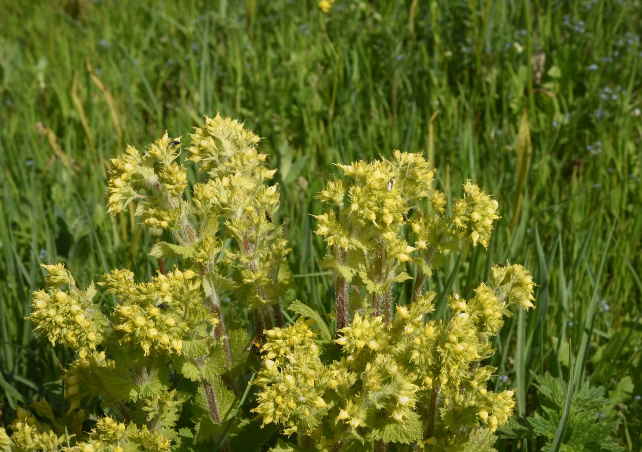 Image of Scrophularia chrysantha specimen.