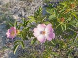 Rosa canina. Ветка с цветками и завязями. Краснодарский край, Крымский р-н, окр. станицы Неберджаевская, ур. Темрючки, заброшенный мергелевый карьер, на отвале грунта. 06.06.2025.
