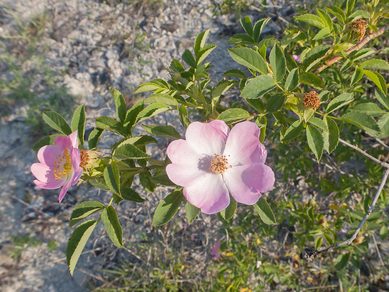 Изображение особи Rosa canina.