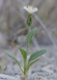 Image of taxon representative. Author is Евгений Комаров