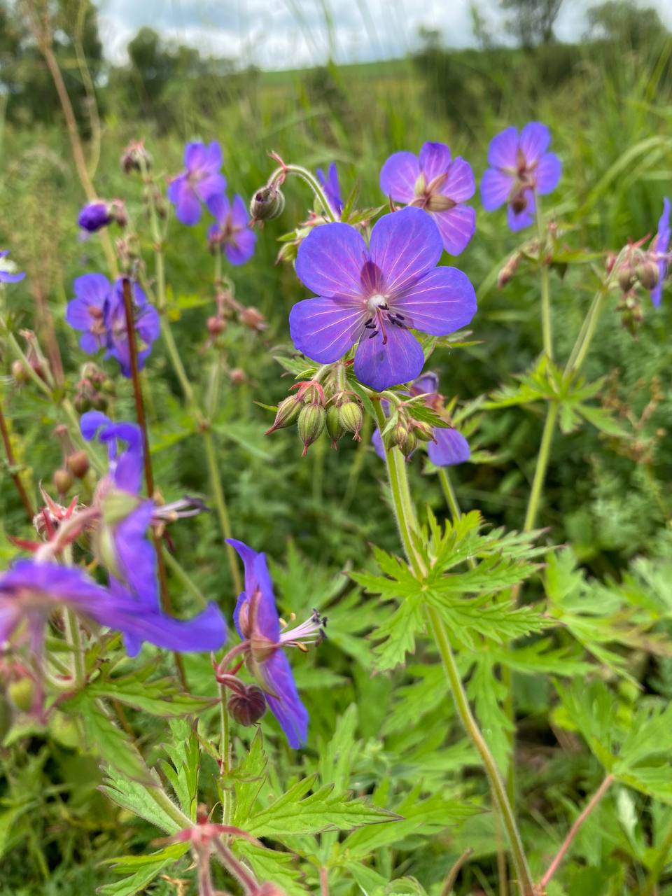 Image of Geranium pratense specimen.