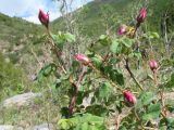 Rosa hissarica. Верхушка растения с бутонами. Казахстан, Жамбылская обл., Жуалынский р-н, запов. \"Аксу-Джабаглы\"; Таласский Алатау, ущ. Коксай, придонная часть, ≈ 2150 м н.у.м. 1 июня 2025 г.