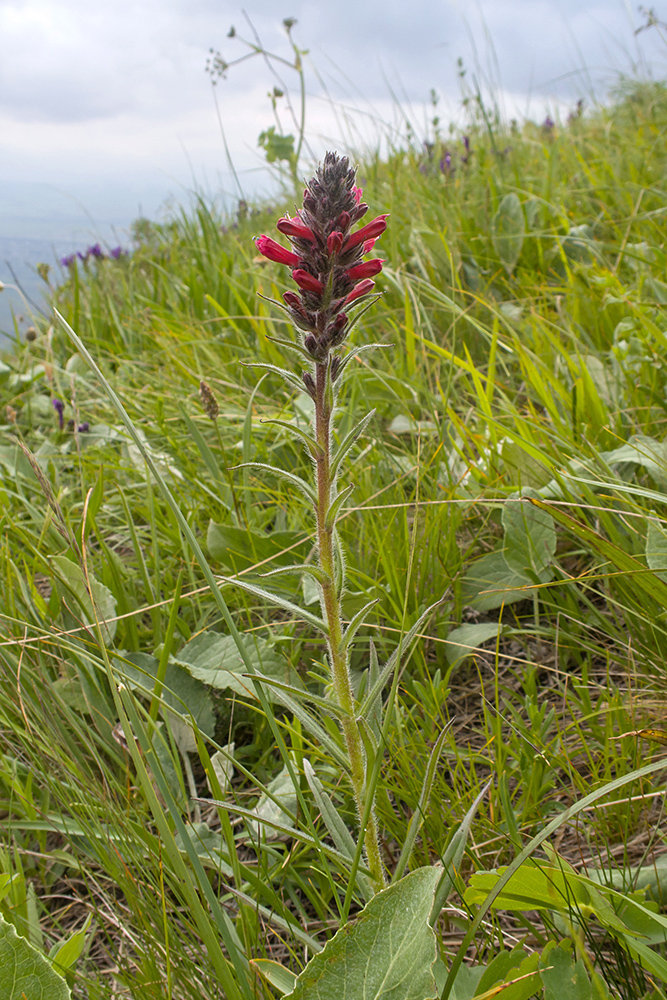 Изображение особи Echium russicum.