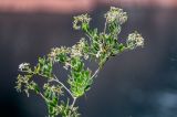Nitraria sibirica