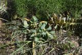 Euphorbia armena. Побеги. Турция, ил Ван, р-н Битлис, восточный склон горы Немрут, сырт Магара, горная степь. 21 мая 2025 г.
