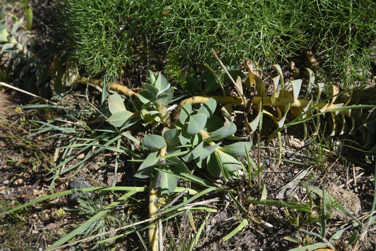 Image of Euphorbia armena specimen.
