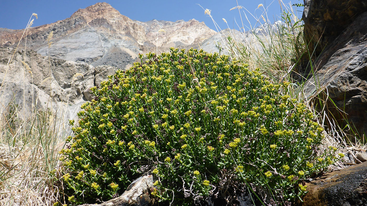 Изображение особи Rhodiola gelida.