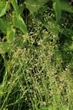 Festuca rubra. Цветущие соцветия. Беларусь, Витебская обл., пос. Езерище, дендрарий Езерищенского лесничества, разнотравный луг, у обочины дороги. 13.06.2025.