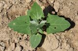 Atriplex micrantha