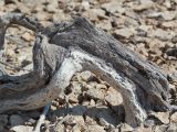Arthrophytum balchaschense. Прикорневая часть растения. Казахстан, Жетысуская обл., Панфиловский р-н, отроги Джунгарского Алатау, горы Долонтау, щебнистая россыпь накрывающая пестроцветы. 20 сентября 2025 г.