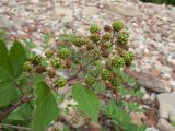 Rubus caucasicus. Верхушка побега с соплодием с незрелыми плодами. Краснодарский край, Абинский р-н, окр. станицы Эриванская, галечно-валунный берег р. Абин. 05.07.2015.