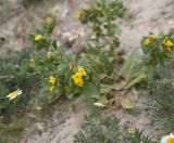 Изображение особи. Автор - Александр Лебедев