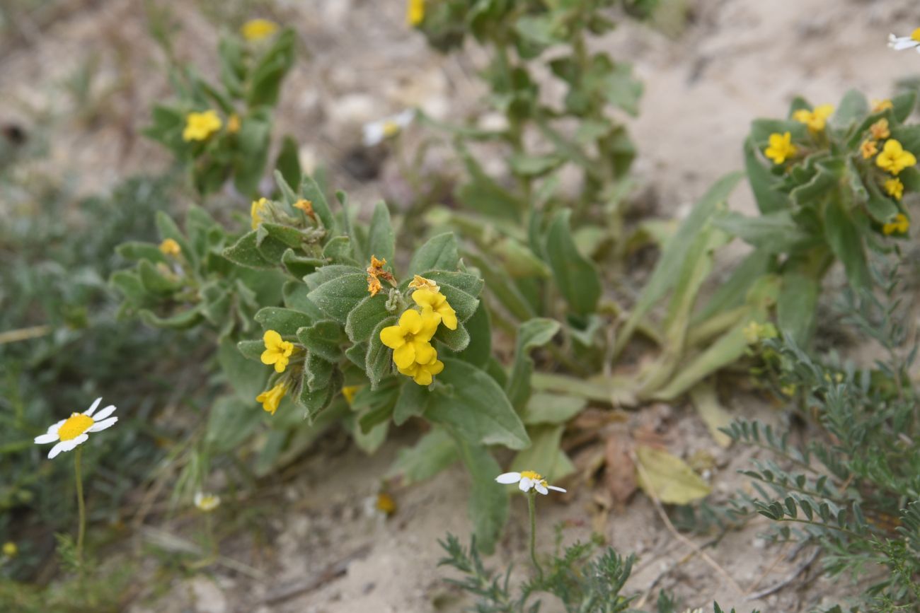 Восточная Турция и немного Месопотамии (май 2025 г.)