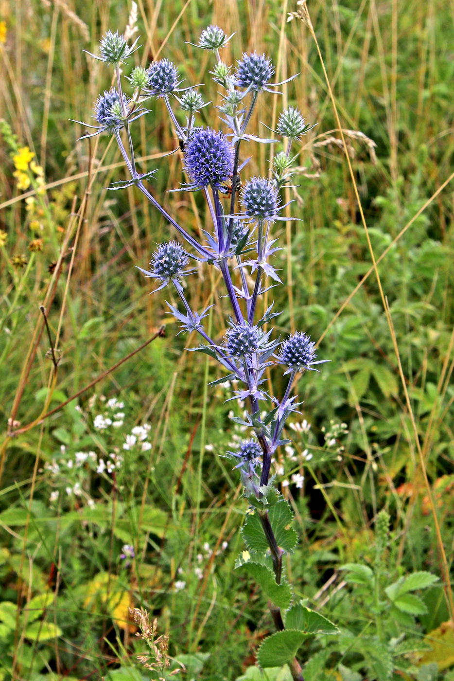 Изображение особи Eryngium planum.