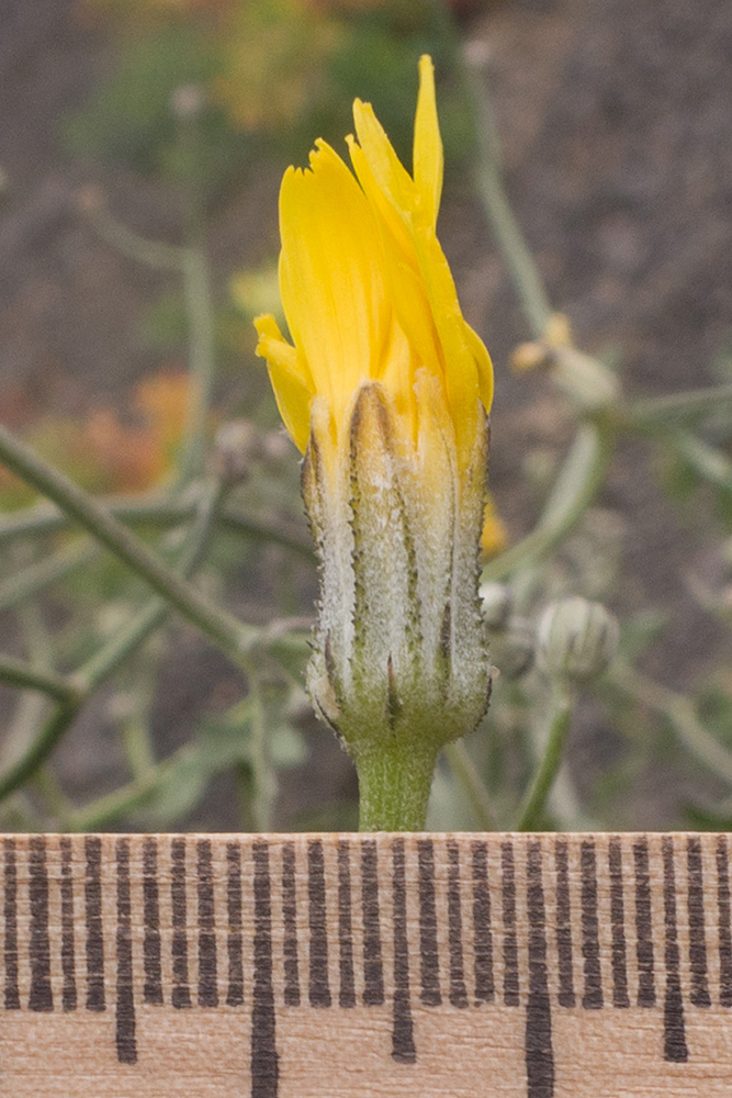 Изображение особи Crepis sonchifolia.