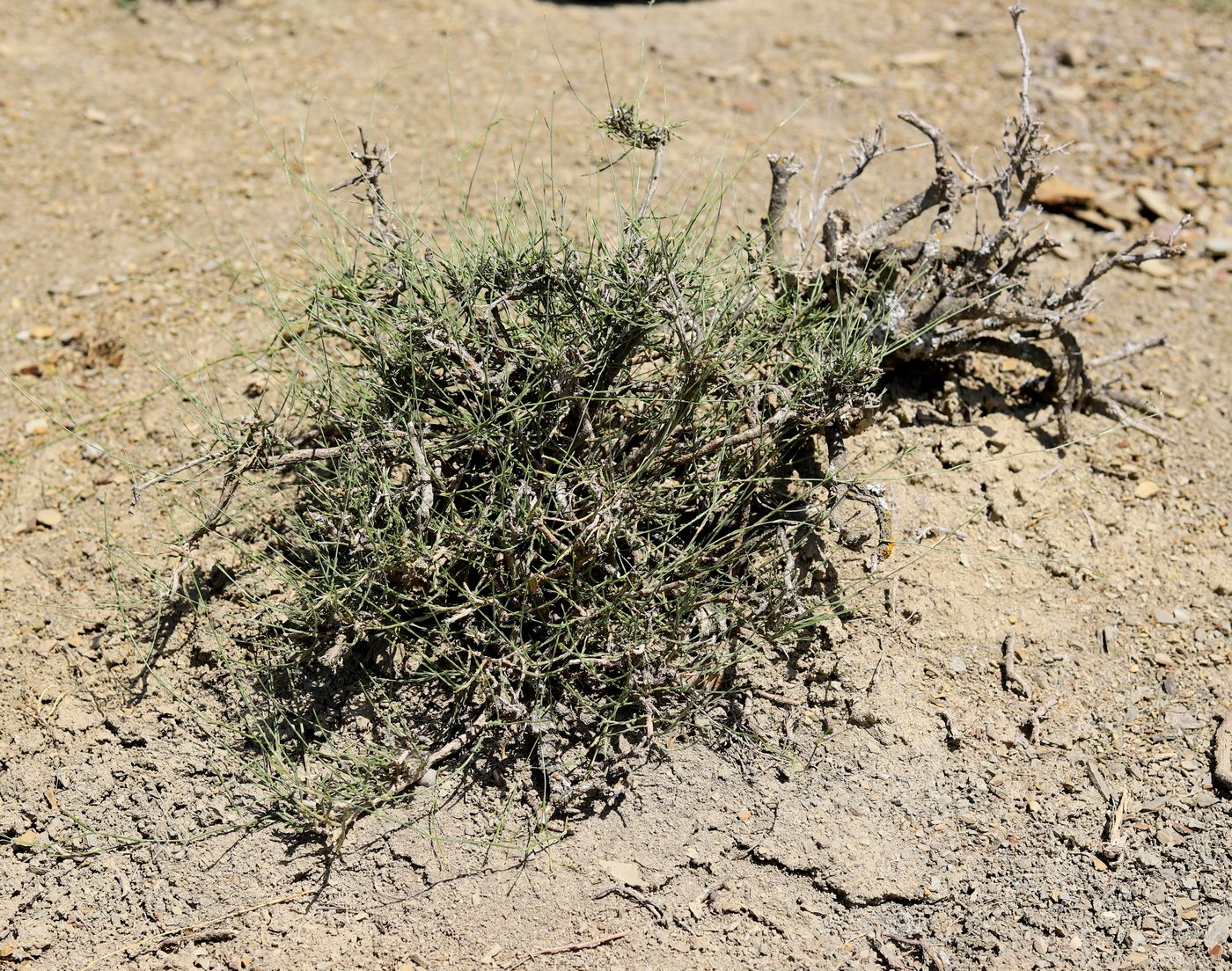 Image of Bufonia sintenisii specimen.