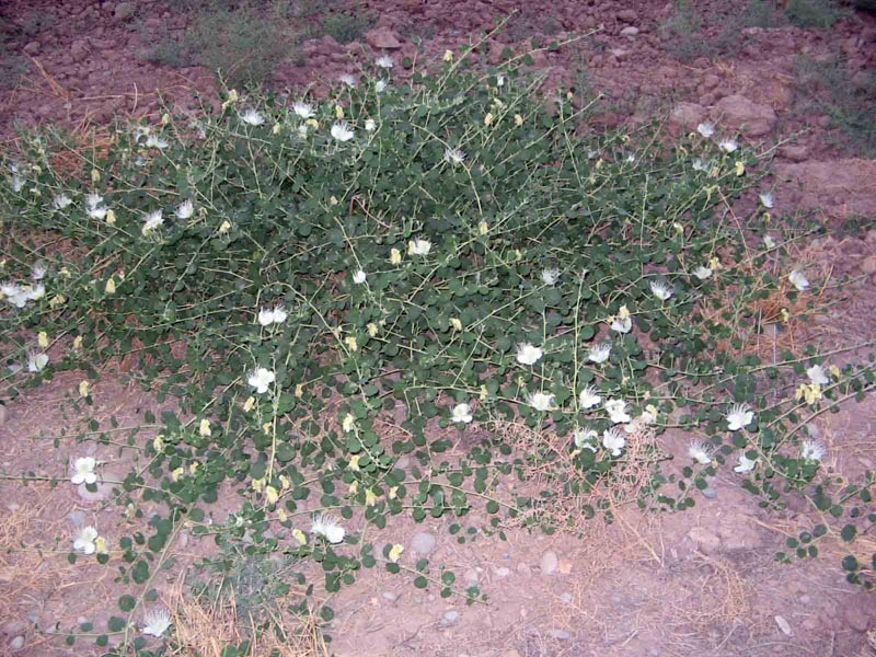Image of genus Capparis specimen.