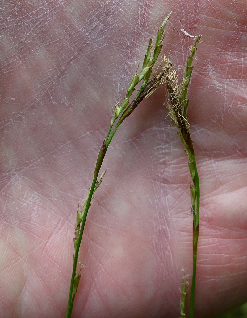 Image of genus Carex specimen.