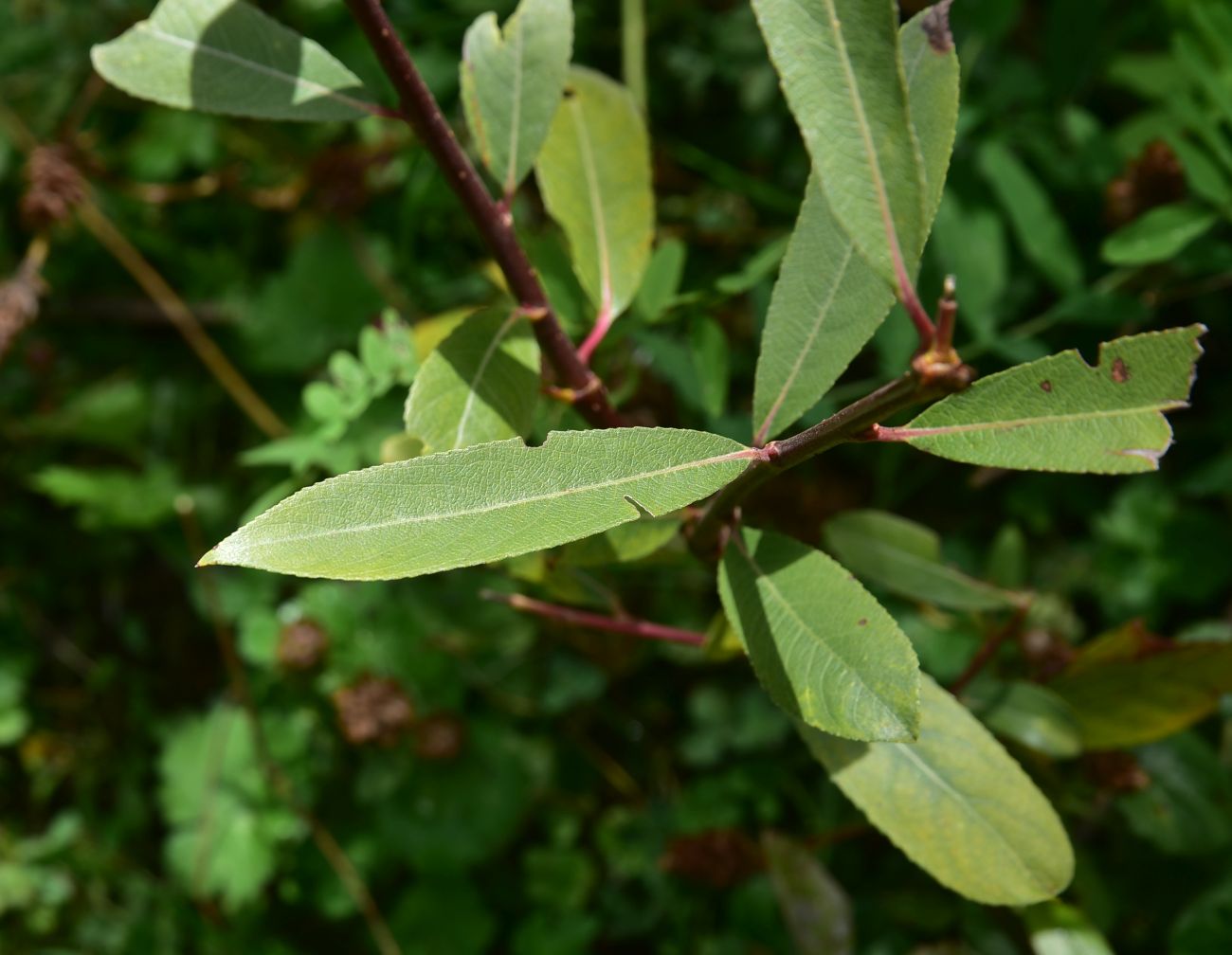 Изображение особи род Salix.