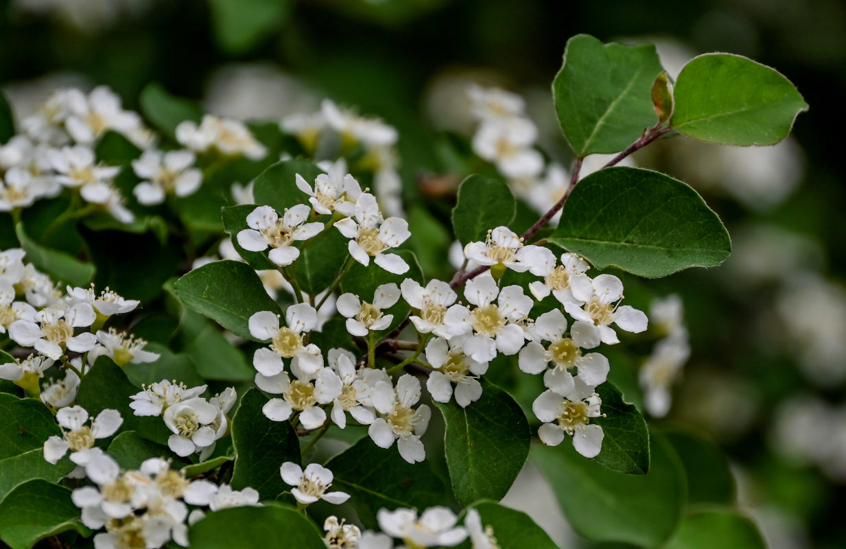 Изображение особи Cotoneaster multiflorus.