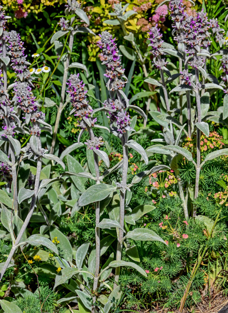 Image of Stachys byzantina specimen.