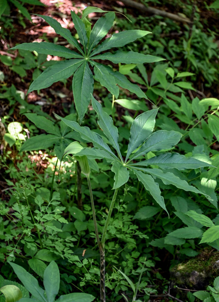 Изображение особи Arisaema consanguineum.