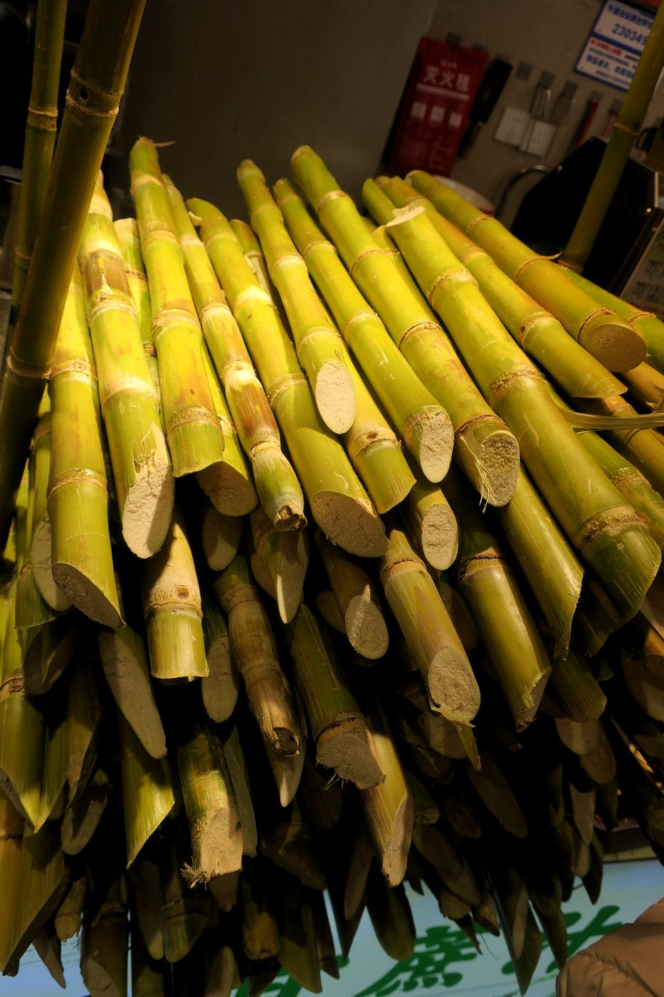 Изображение особи Saccharum officinarum.