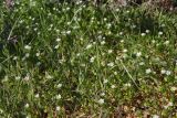 Stellaria neglecta