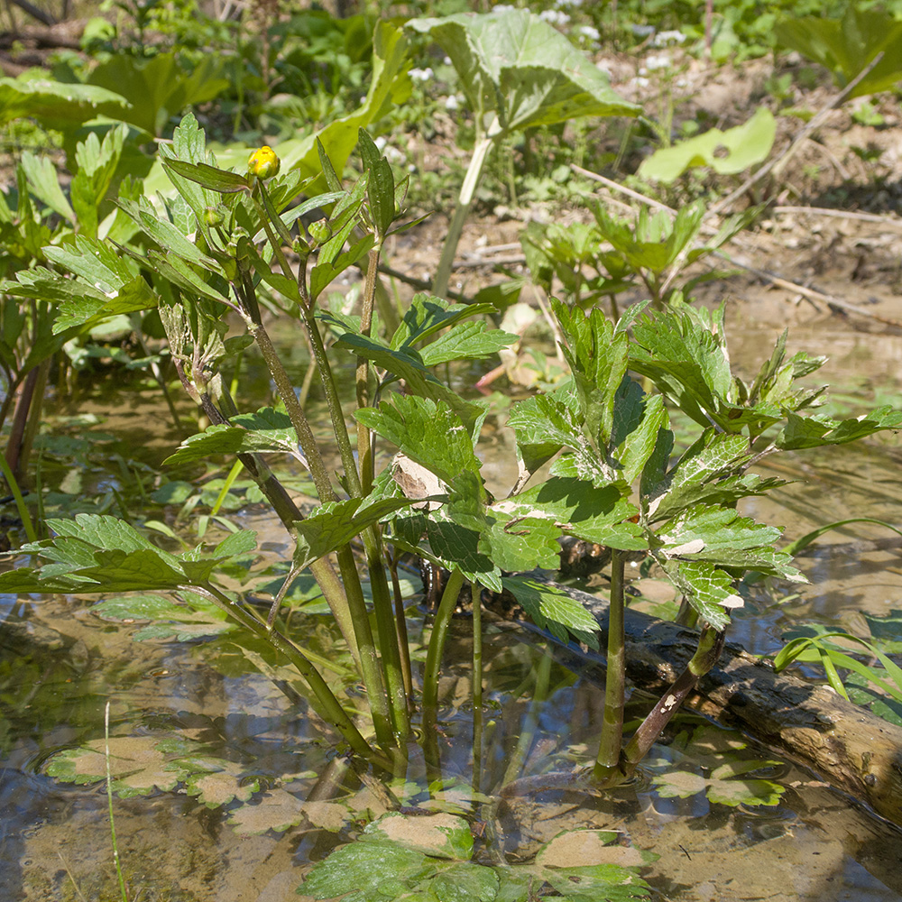 Image of Ranunculus repens specimen.
