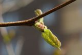 Platanus occidentalis. Часть побега с молодым листом. Санкт-Петербург, Кировский р-н, двор жилого дома, декоративное озеленение. 19.05.2026.