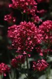 Centranthus ruber. Соцветие. Белгородская обл., пос. Ракитное, ул. Сосновая, 2, в культуре. 27 июня 2026 г.