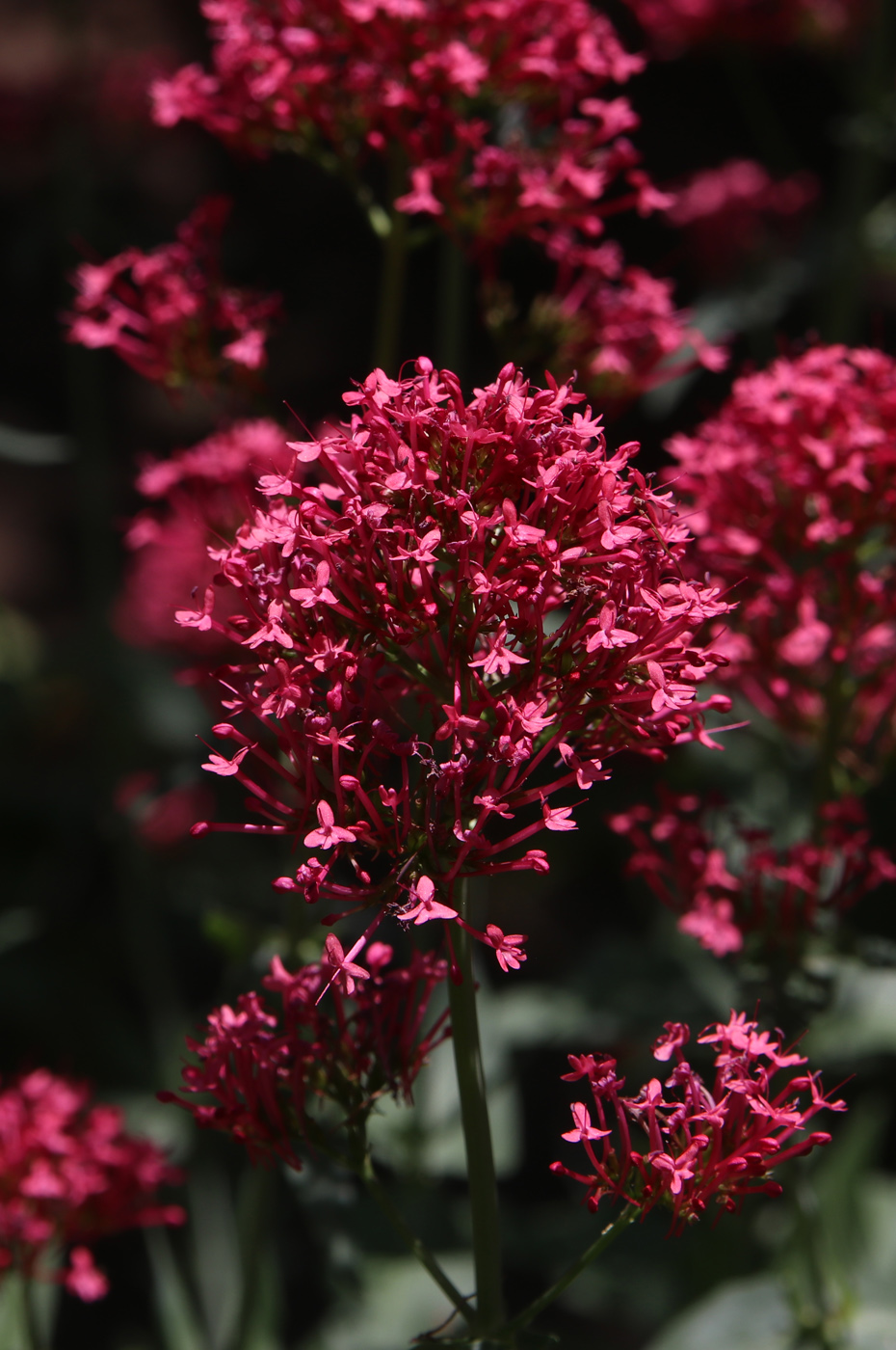 Image of Centranthus ruber specimen.