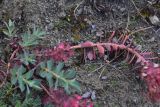 genus Euphorbia. Часть побега. Грузия, край Самцхе-Джавахети, Ахалцихский муниципалитет, левый борт р. Цинубанисцкали, окр. горячего источника Цинубани. 9 июня 2026 г.