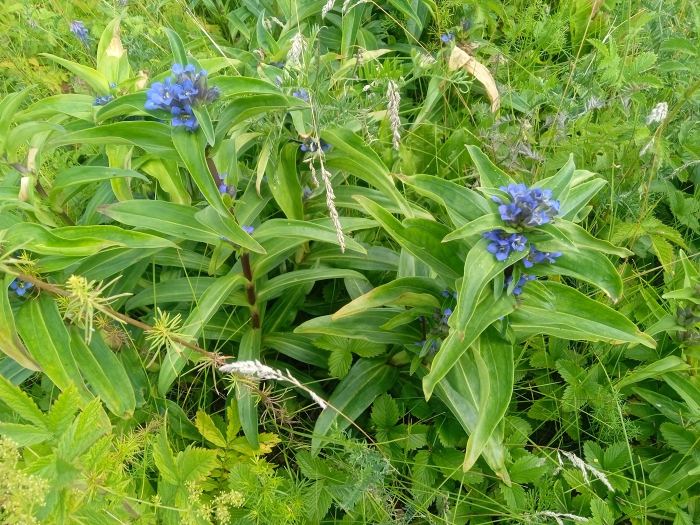 Image of Gentiana cruciata specimen.