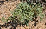 Eryngium dilatatum. Верхушка расцветающего растения. Португалия, округ Бежа, мыс Сардао, каменистый склон. 06.06.2026.