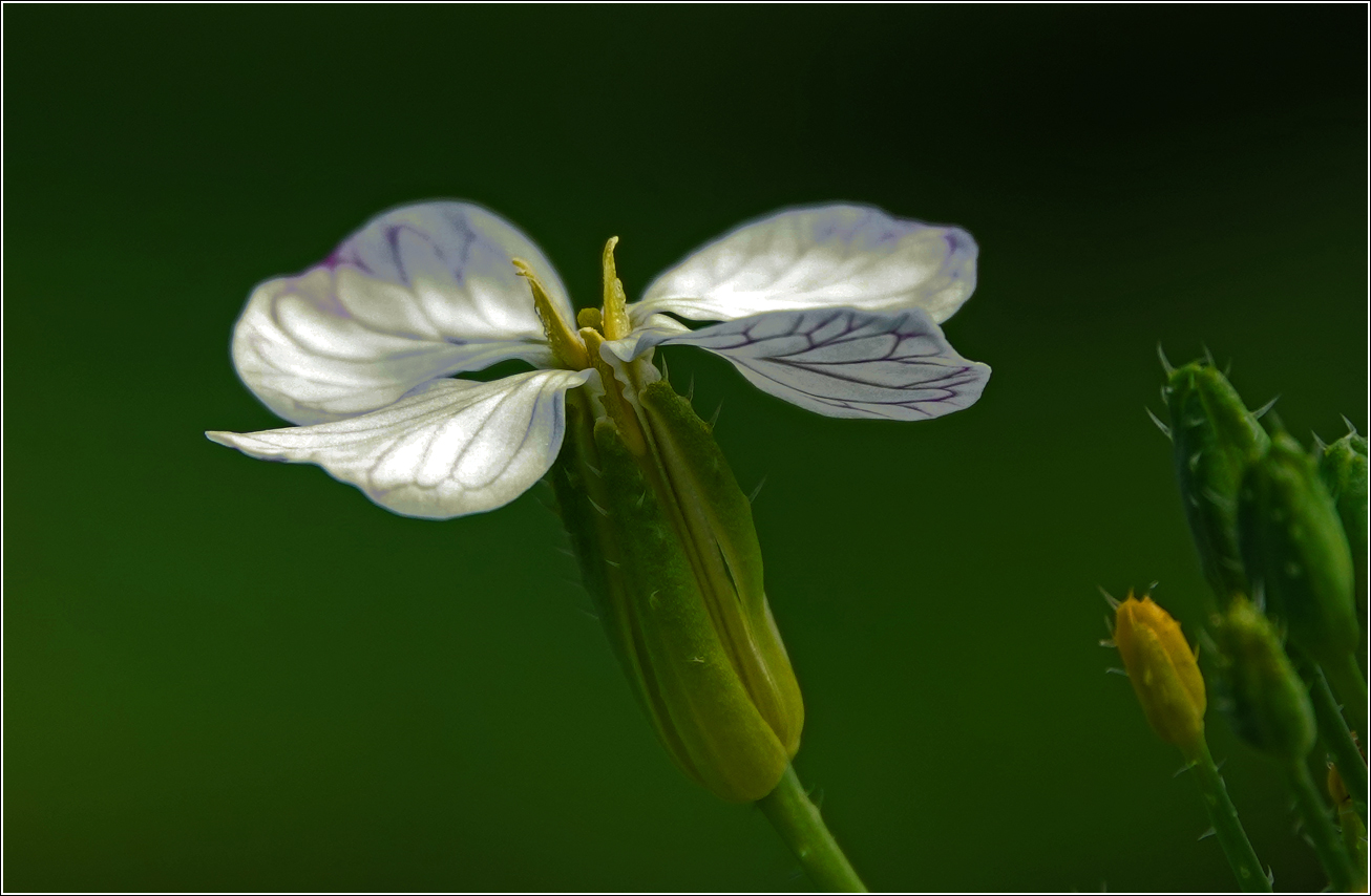 Изображение особи Raphanus raphanistroides.