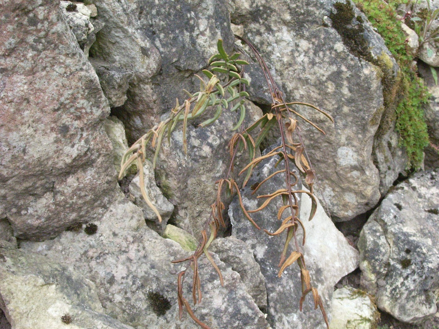 Image of Pellaea atropurpurea specimen.