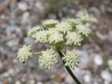 семейство Apiaceae