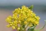 Isatis tinctoria variety yezoensis. Общее соцветие. Приморье, о. Шкота, коса, каменистый берег моря. 27.06.2026.