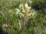Pedicularis kotuchovii. Верхушка побега с соцветием. Казахстан, Восточно-Казахстанская обл., Катон-Карагайский ГНПП, плато Укок, альпийская тундра. 10.07.2024.