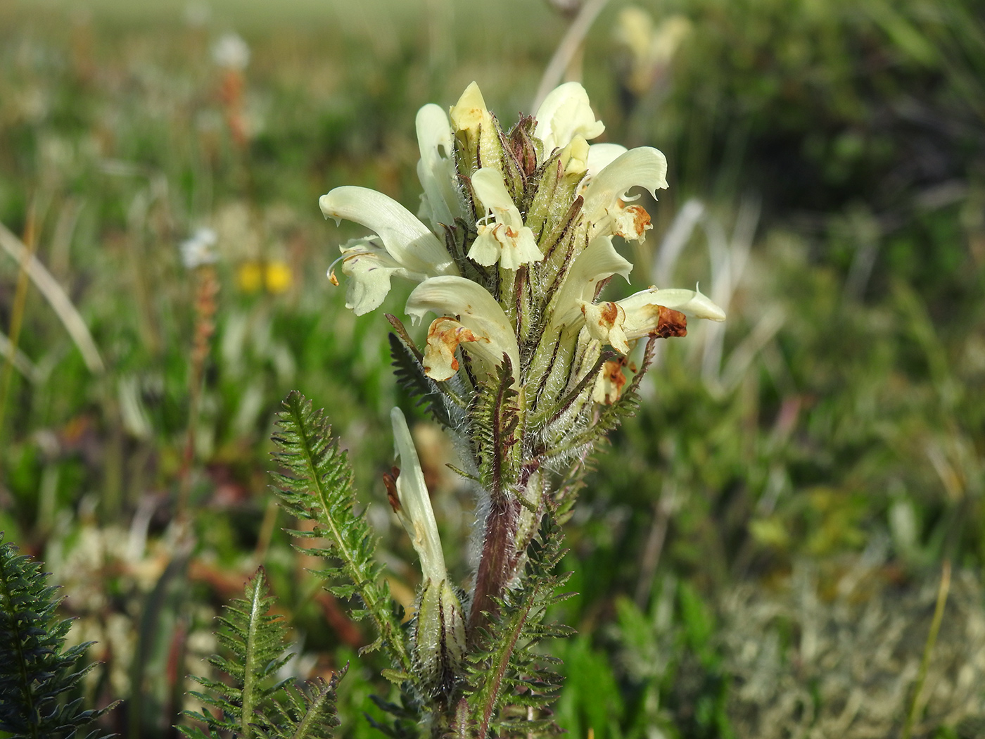 Image of Pedicularis kotuchovii specimen.