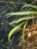Falcaria vulgaris. Верхушка листа. Республика Молдова, муниципалитет Кишинёв, г. Кодру, пустырь. 22 августа 2026 г.