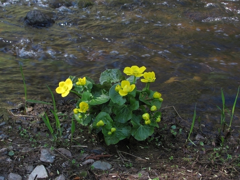 Изображение особи Caltha palustris.