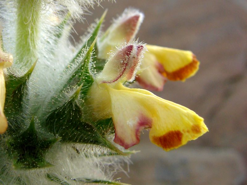 Image of Paraeremostachys anisochila specimen.