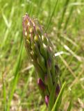 Anacamptis laxiflora ssp. elegans