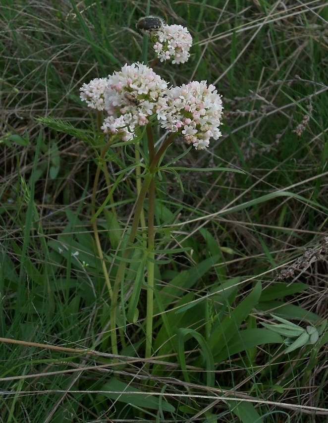 Изображение особи Valeriana tuberosa.