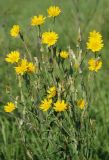 Tragopogon podolicus