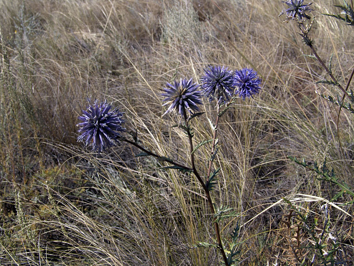 Изображение особи Echinops meyeri.