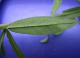 Trifolium lupinaster